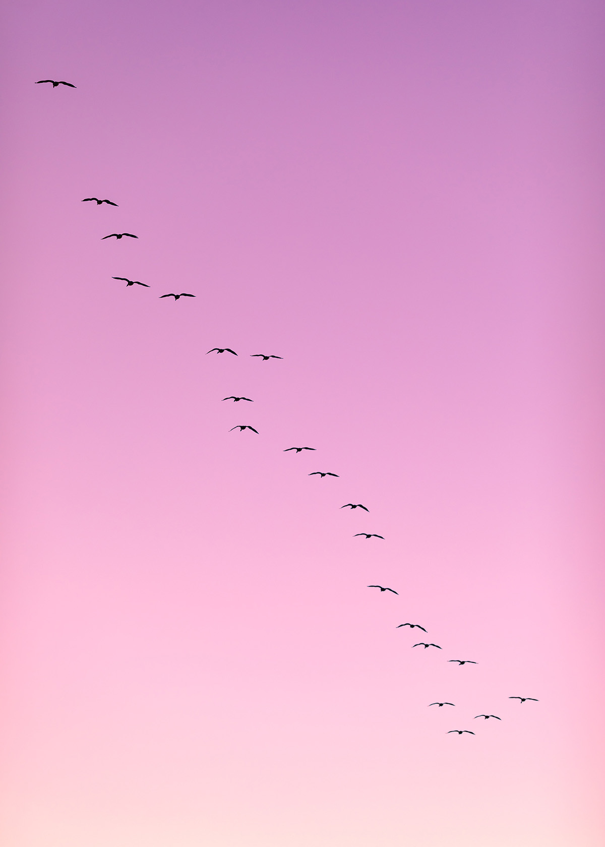 birds in flight in a pink sky